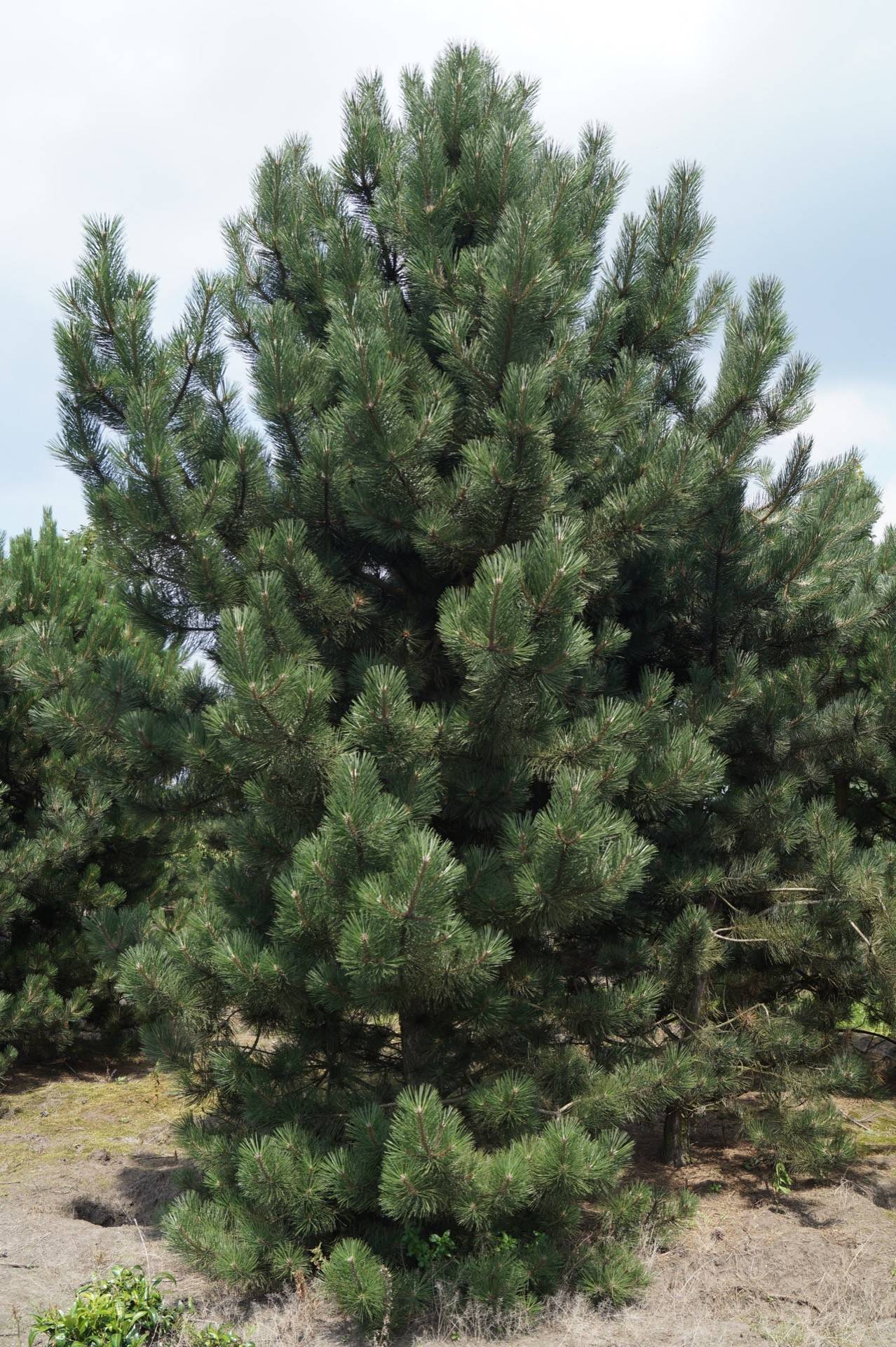 Pinus nigra nigra_02